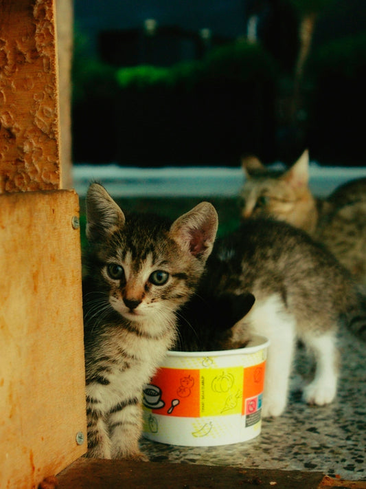 Kitten peeking from behind a cup with other cats behind.